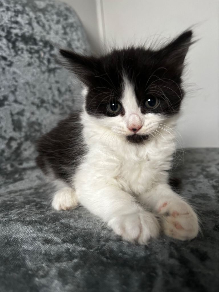 3 males kittens for sale £60 each