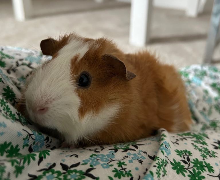 2 female guinea pigs