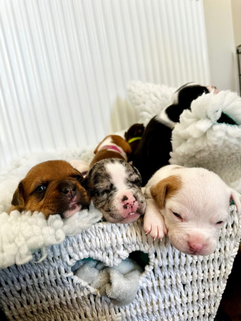 A* bulldog puppies 🐾