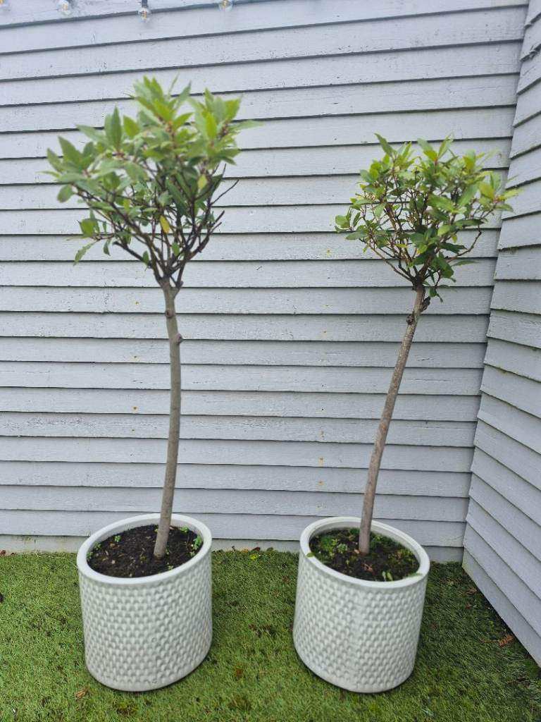 Two bay trees and two white ceramic plant pots £55