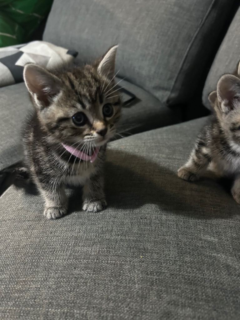 Kittens