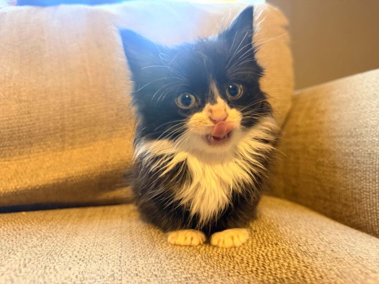 Kittens