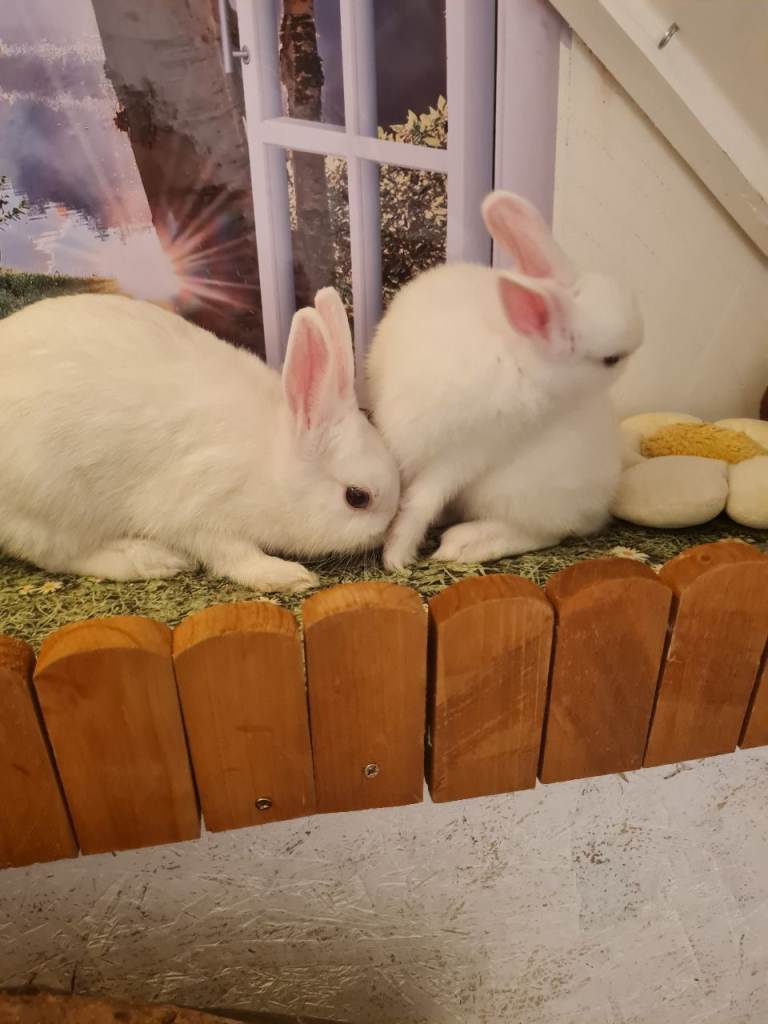 3 white baby boy bunnies