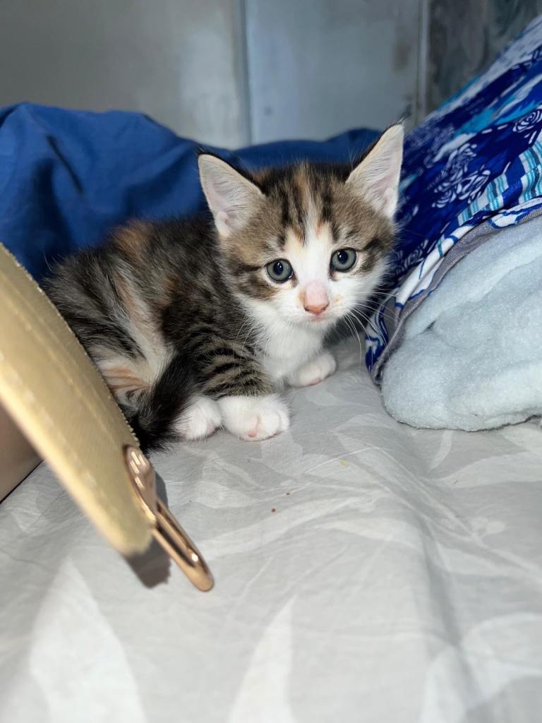 8 kittens looking for there forever home. 