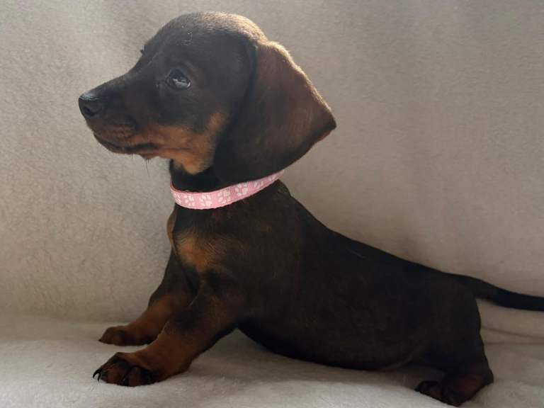 Stunning Dachshund Puppies For Sale