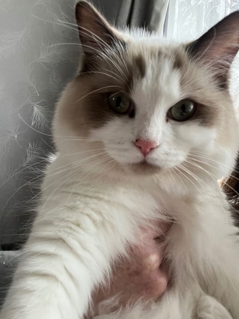 TICA registered chocolate mink bicolour Ragdoll/cherubim 