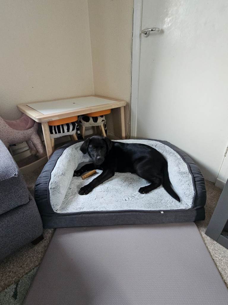 Labrador Retriever Black 5 Month Old