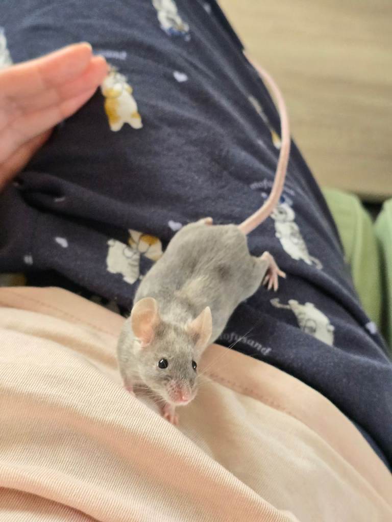 Luna mouse for adoption