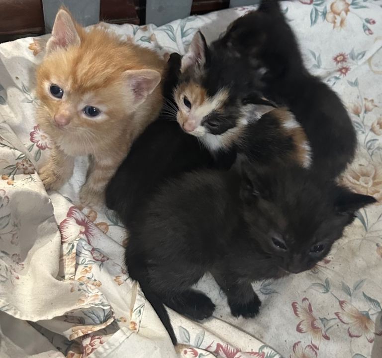 Kitten for sale