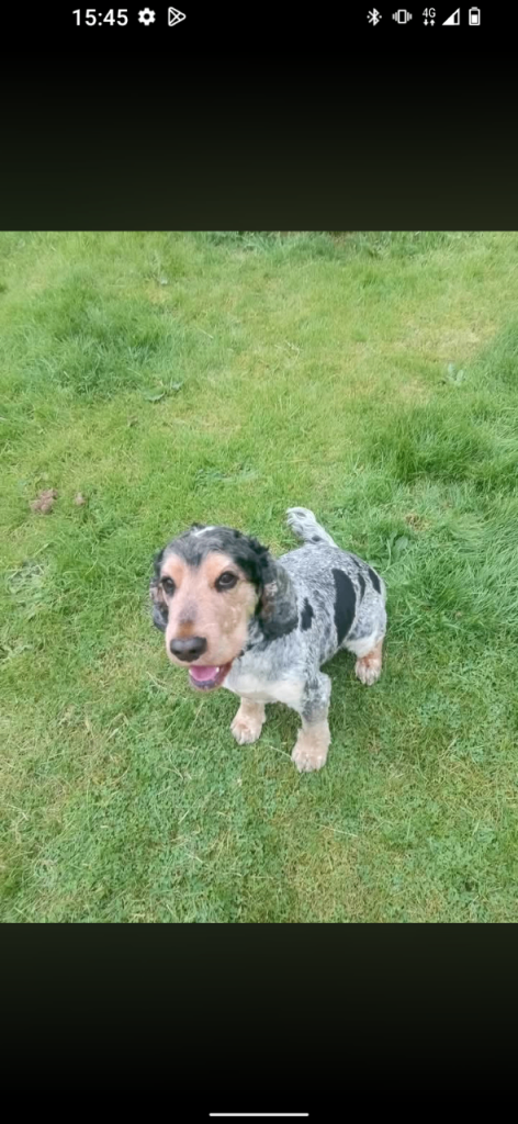 Cocker Spaniel