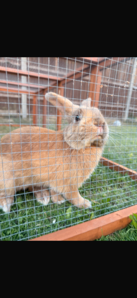 Beautiful 9 mth old Rex rabbit with hutch run etc 