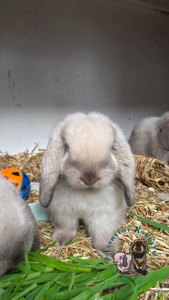 Baby purebred mini lops