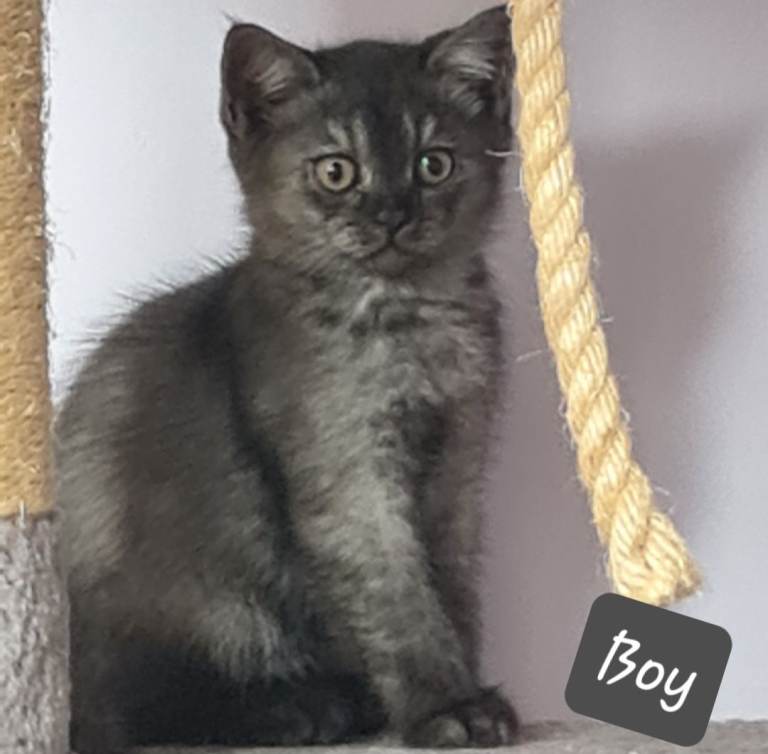 British shorthair  and longhair 