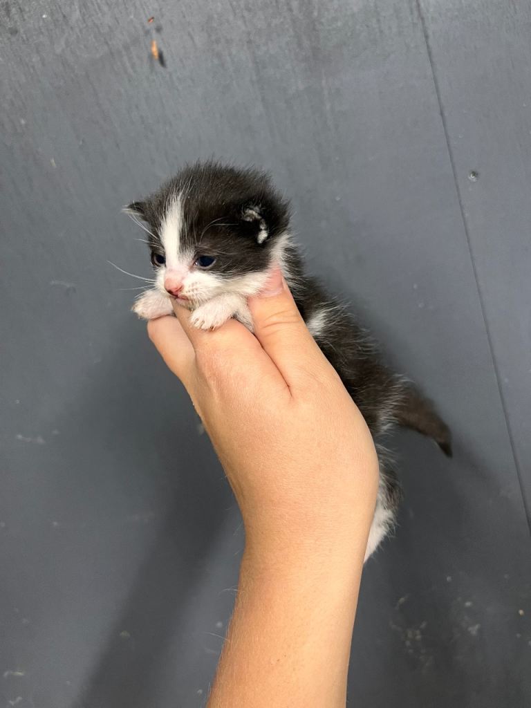 Kittens available