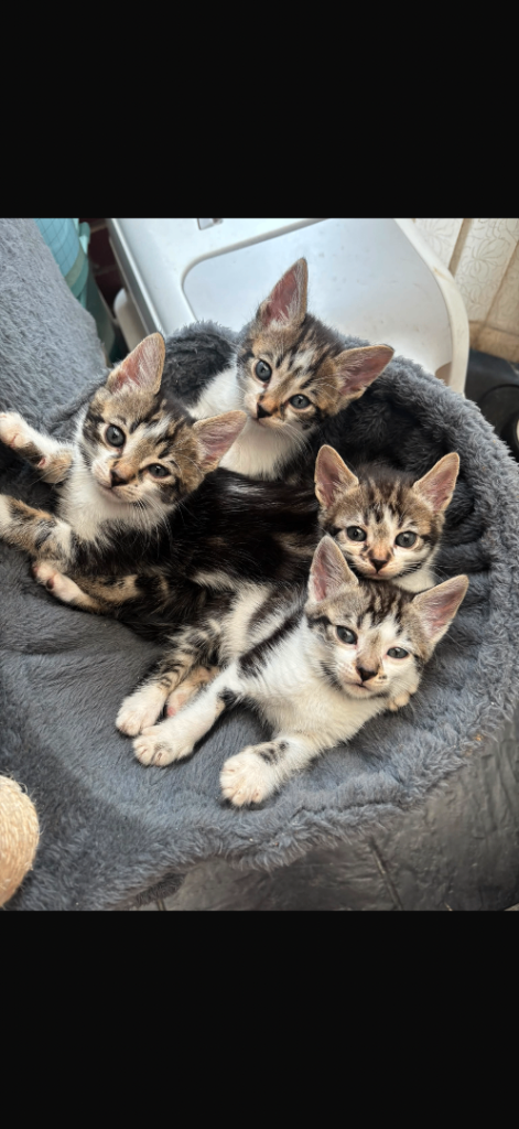 4 kittens 
