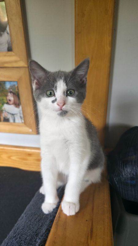 2 kittens 