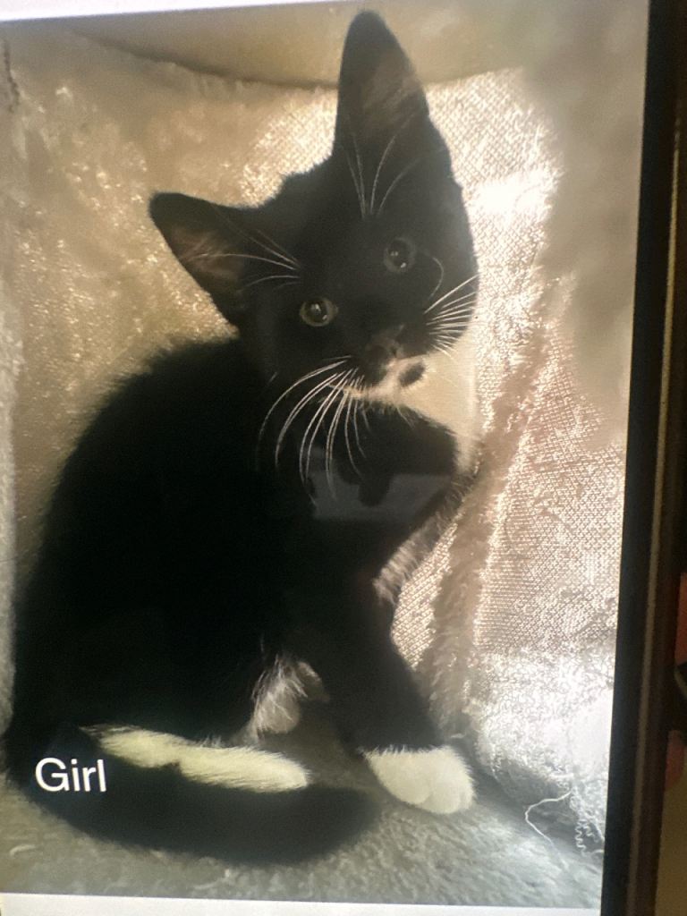Kittens 
