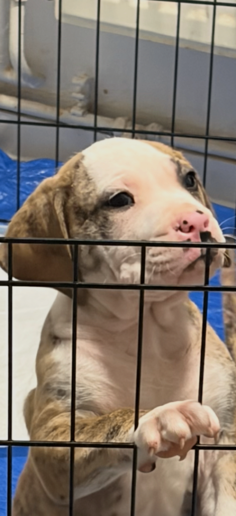 9 weeks old puppy for sale PRESA MIXED