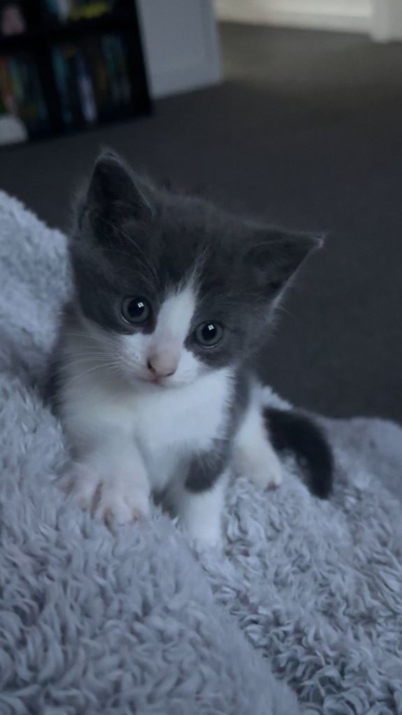 Kitten 