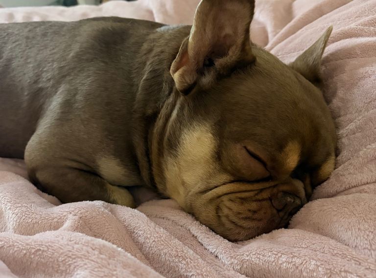 French Bulldog for Adoption