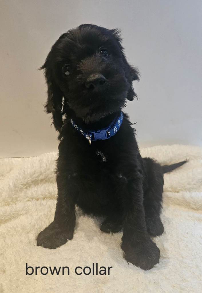 Beautiful F1 Cockapoo Puppies 6girls and 4boys