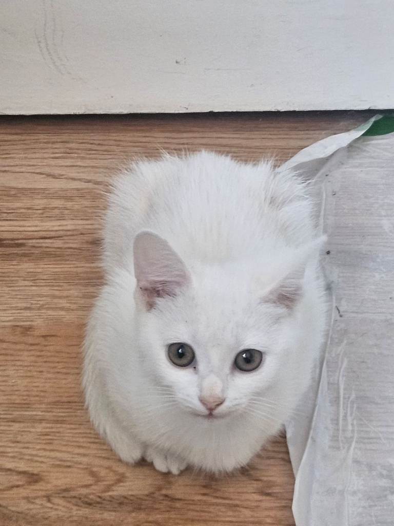 3 Beautiful white kittens for sale