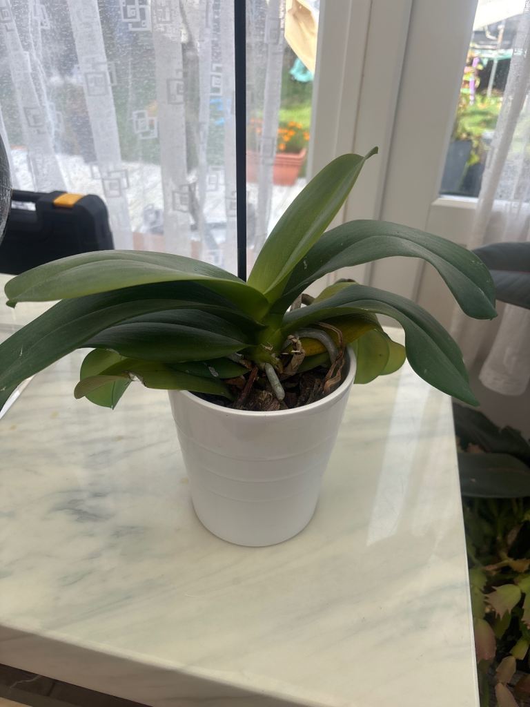 Healthy Orchid Plant in White Pot