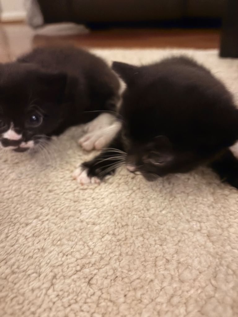 2 Blue Eye Gorgeous Kittens Available Now Tabby & Black/White Kittens ...