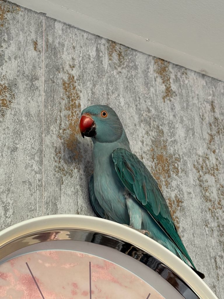 9 months male Indian ring neck 