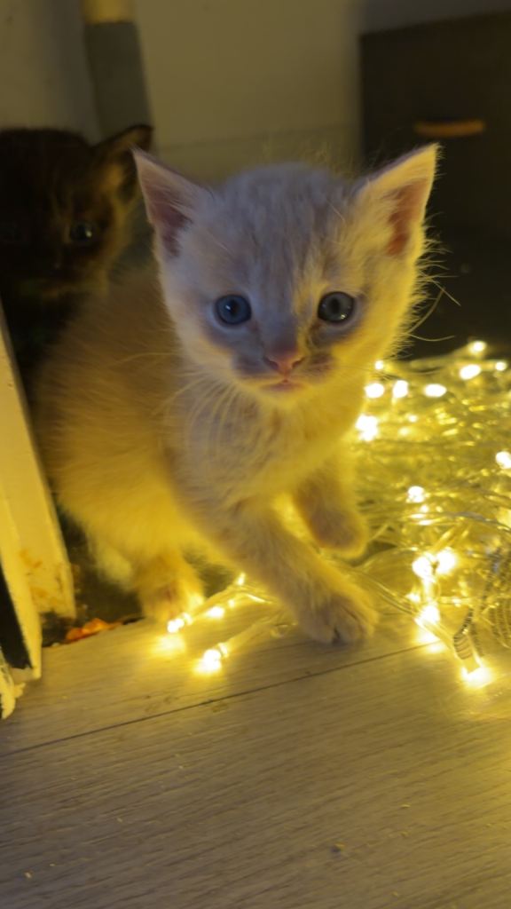 Ragdoll cross kittens 