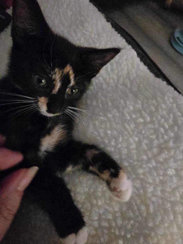 Female kitten for sale