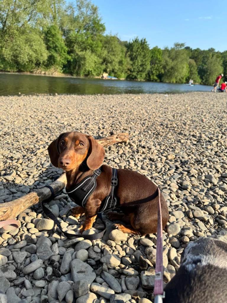 £3500 Minature dachsund pups, must go together