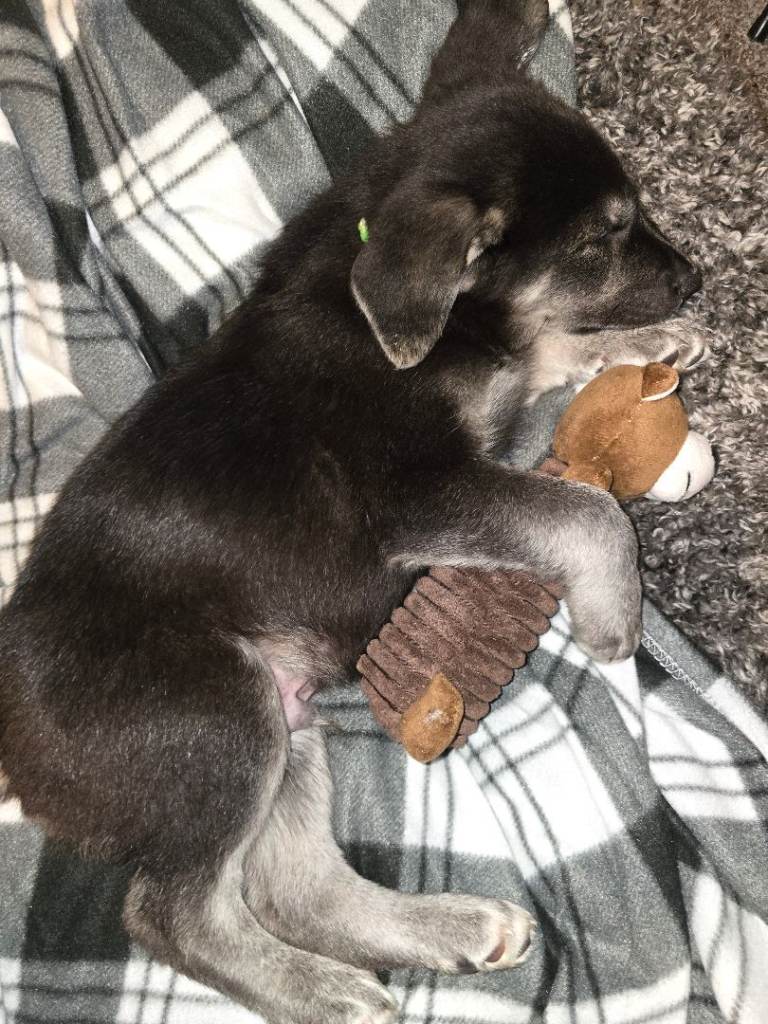 9 week old cross breed (german shepherd x Labrador)
