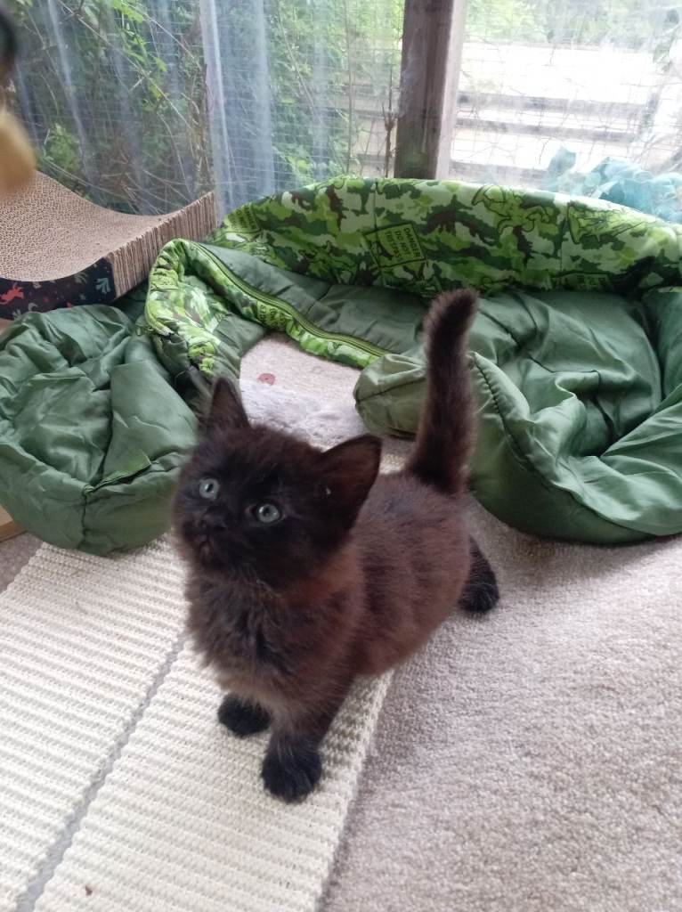Mixed breed kittens for sale