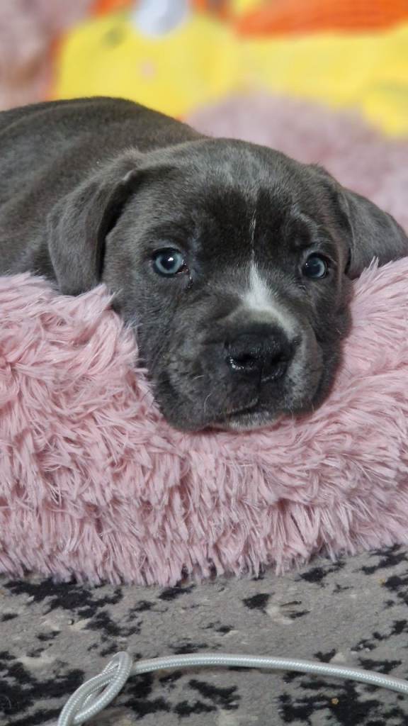 Cane corso