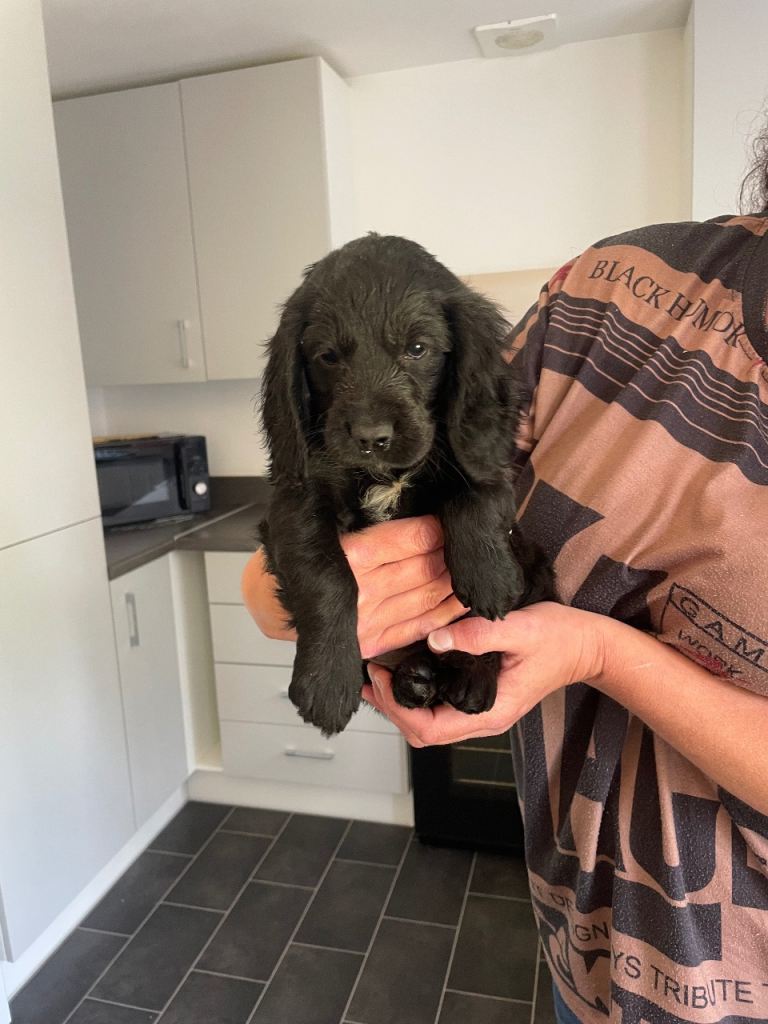 3 show cocker spaniels 