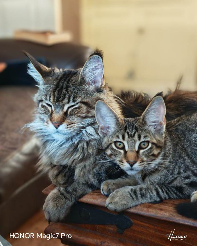 Maine Coon x Exotic 