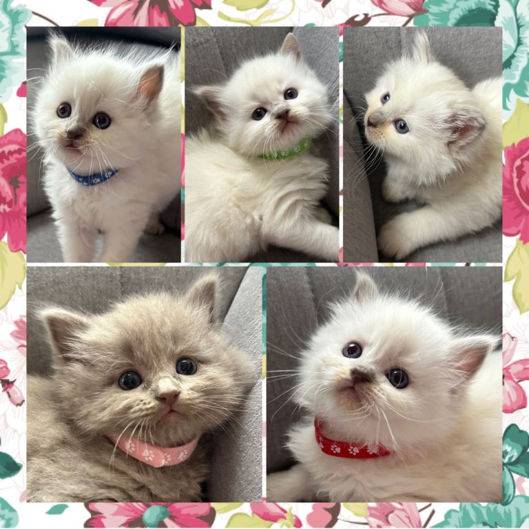 Beautiful Fluffy Ragdoll x British Shorthair Kittens 