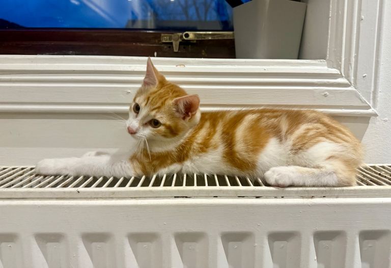 🐾 Adorable Ginger & White Boy Kittens 