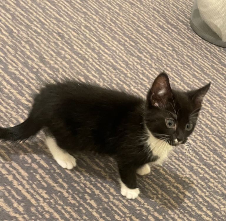 1 Bombay breed kitten