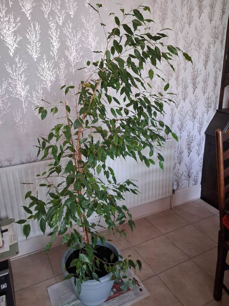 Weeping Fig plant