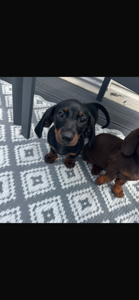 1 boys left Dachshunds