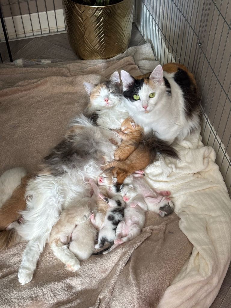 Norwegian Forest Cross Kittens
