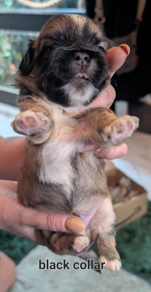 Lhasa apso boy puppies for sale