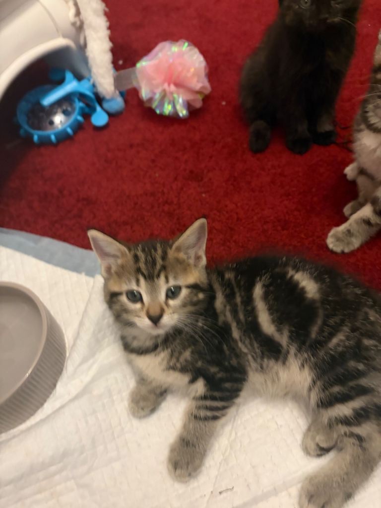 Ragtime /tabby