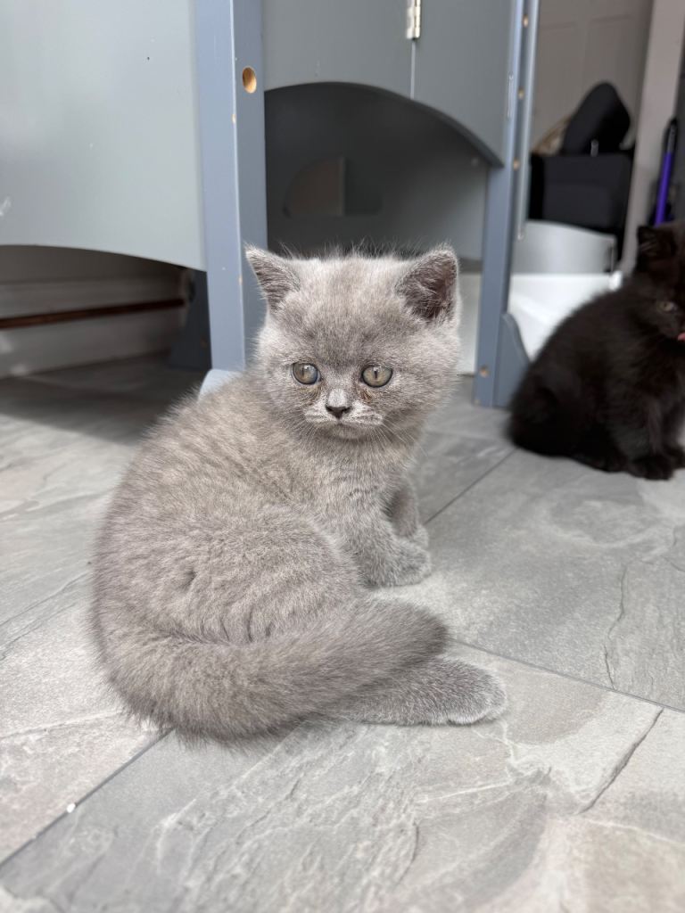 3 Gorgeous British Shorthair kittens