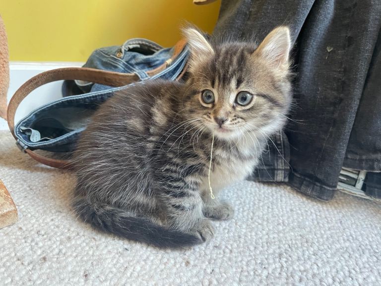 Long haired male kitten 