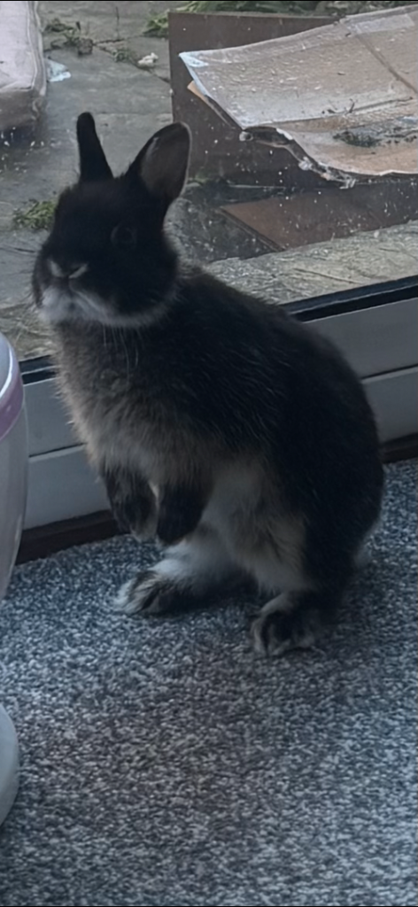 Netherland Dwarf rabbit