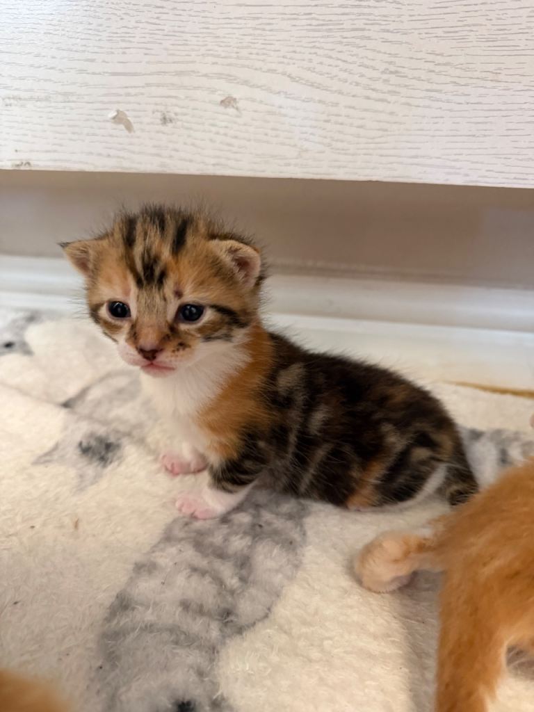 4 kittens