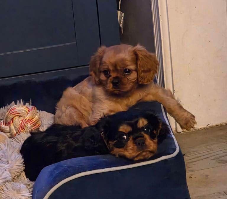 Cavalier king Charles spaniel puppies